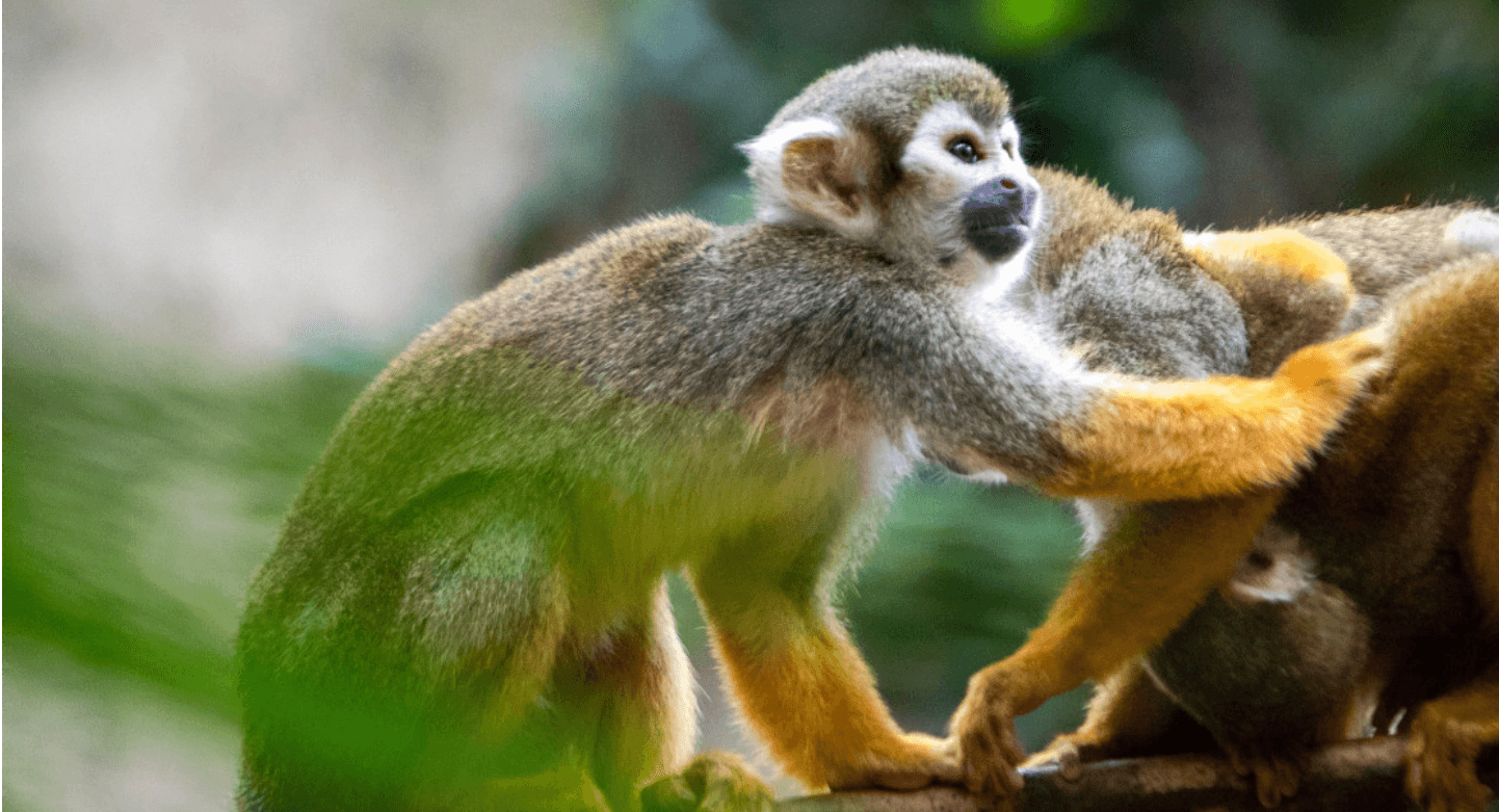 Two small monkeys are together in the picture. They seem to be under the branch of a tree.
