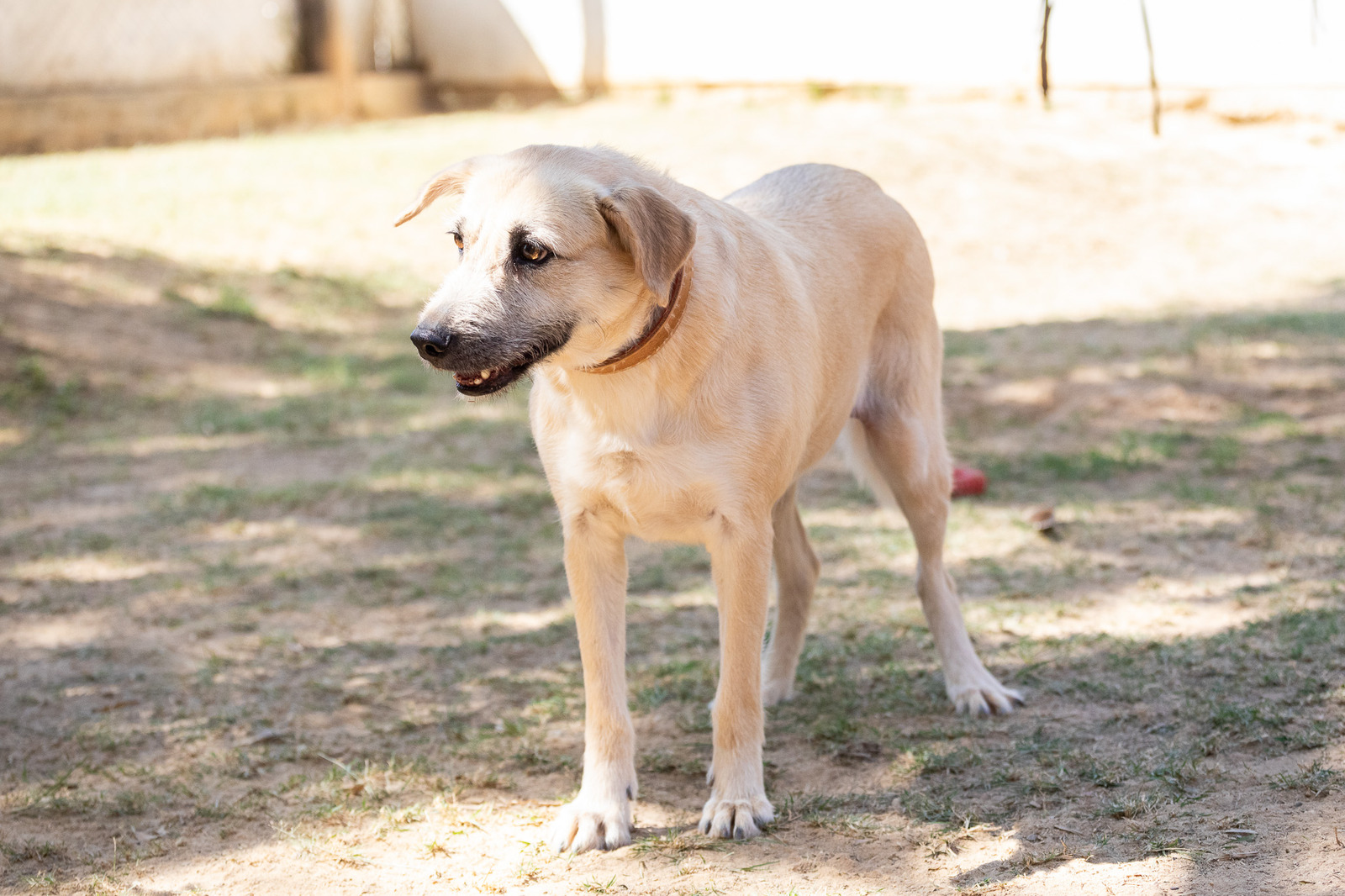 cachorra