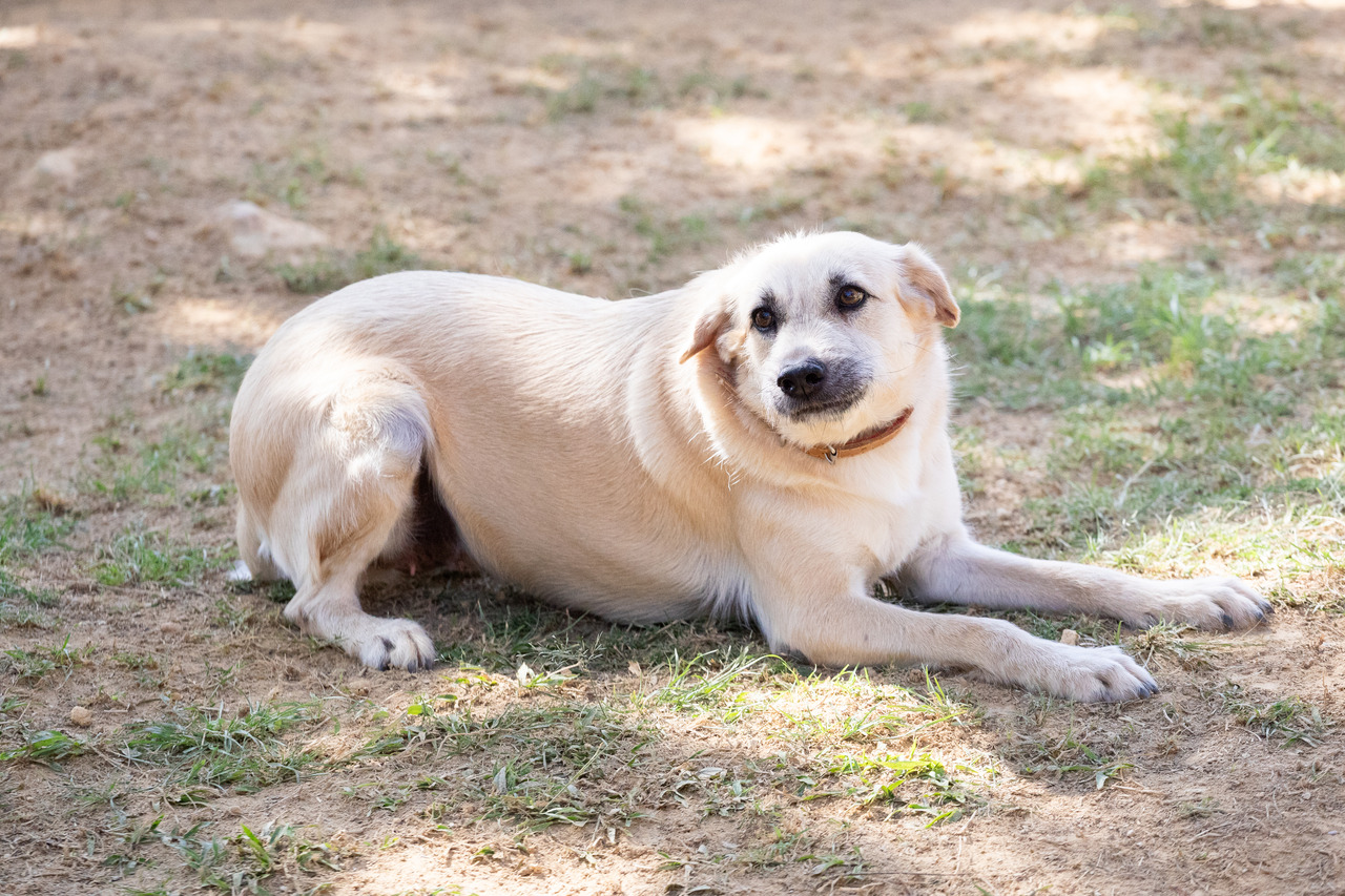 cachorra