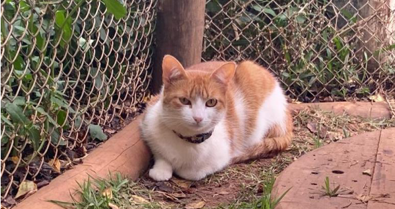 Foto de uma gata médio deitada na grama e olhando para câmera. Ela tem olhos verdes, pelos curtos nas cores branco e caramelo e usa uma coleira preta. Atrás dela, há grades de metal.