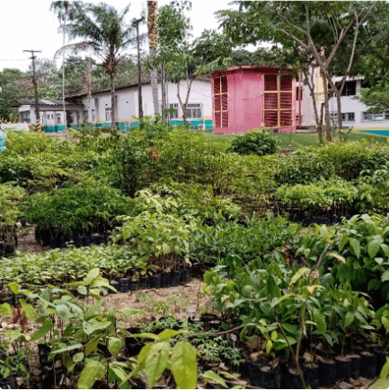 Jardim repleto de plantas de pequeno porte. Ao fundo, é possível ver uma estrutura de concreto com portas e janelas.