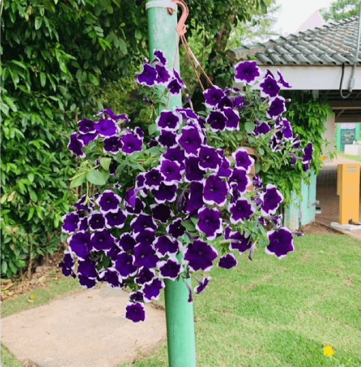 A vase of purple flowers hanging from a pipe. In the background, there are several trees and grass on the ground.