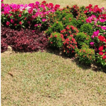 Several flowering bushes on a grassy ground