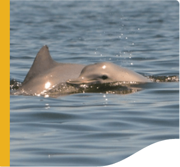 Photo of two dolphins in the sea