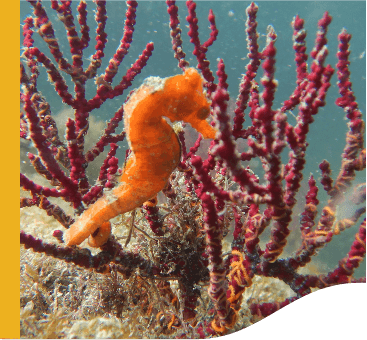 Foto de um cavalo-marinho no mar próximo de um coral