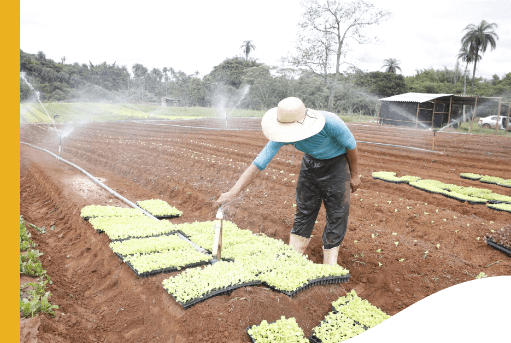 In dirt area with some plants, a man in a hat is turning sprinklers on. There are several trees around.