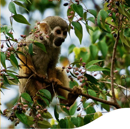 Small monkey is hanging on a thin tree branch. There are some seeds on the tree.