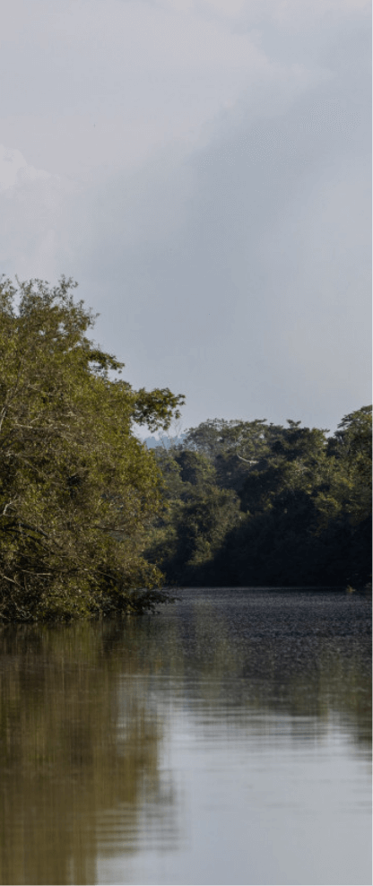 Image of a river with dark waters. There is dense vegetation besides.