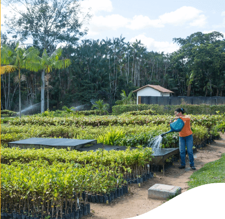 Photo of a plantation and a woman in an orange shirt and jeans watering part of the plantation.