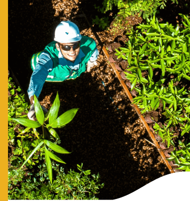 Empregado da Vale, trajado com capacete de segurança, em uma área de plantação