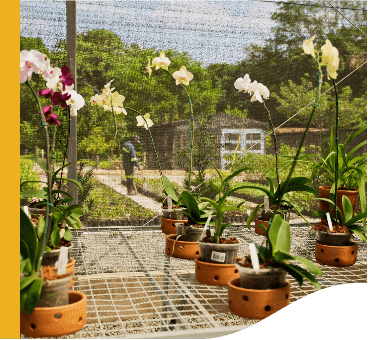 Diversos vasos de orquídeas estão posicionados dentro de uma estufa. Ao fundo é possível ver um homem de pé.