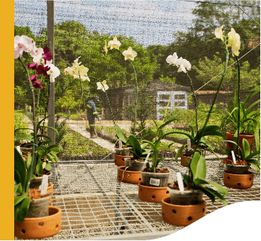 Several pots of orchids are placed inside a greenhouse. In the background, it is possible to see a man standing.