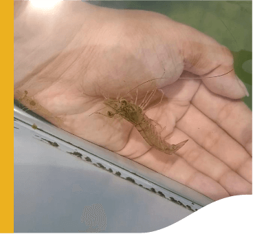 Photo of a hand holding a small seahorse in the water