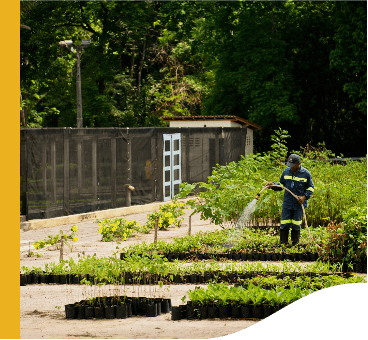 A man uses a hose to water several plants arranged in a flower bed.