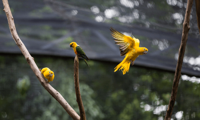 Pássaros amarelos com verdes. Um está voando e outros se apoiam em galhos de árvores.