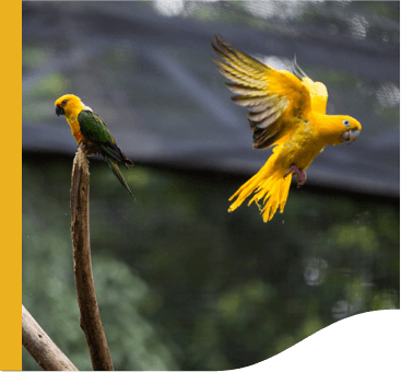 Yellow and green birds. One is flying, and others are on tree branches.