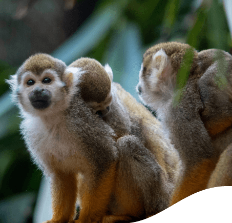 Três pequenos macacos lado a lado em um espaço arborizado.