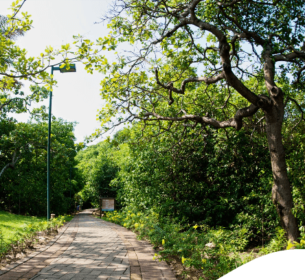 Photo of a park on a sunny day with trees and plants with an asphalt path in the middle and a lamp post