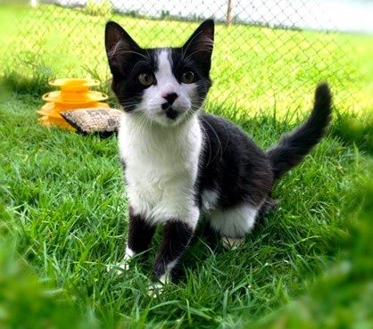 gatinho filhote sentado na grama e com olhos atentos posa para foto.