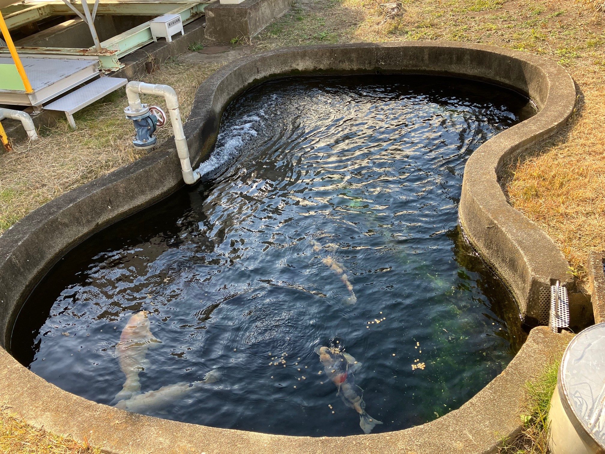 Diversas carpas e outros peixes podem ser vistos nos cursos d’agua próximos da refinaria. 