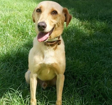 Cachorro porte médio na cor bege clara, sentado na grama olhando para foto com a língua para fora. Ele está usando uma coleira marrom.