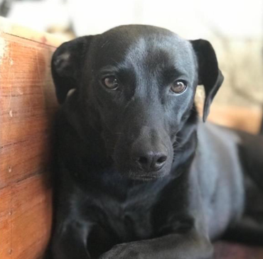 Foto de cachorro deitado no chão olhando para a câmera. Ele tem porte médio, olhos pretos e pelos curtos também pretos.