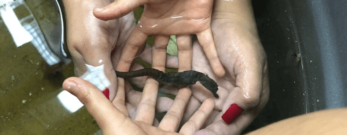 Photo of four hands holding a seahorse in the water