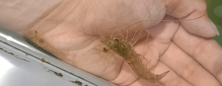 Photo of a hand holding a small seahorse in the water