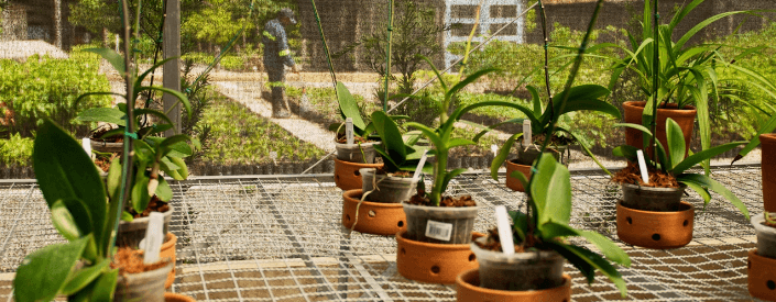 Several pots of orchids are placed inside a greenhouse. In the background, it is possible to see a man standing.