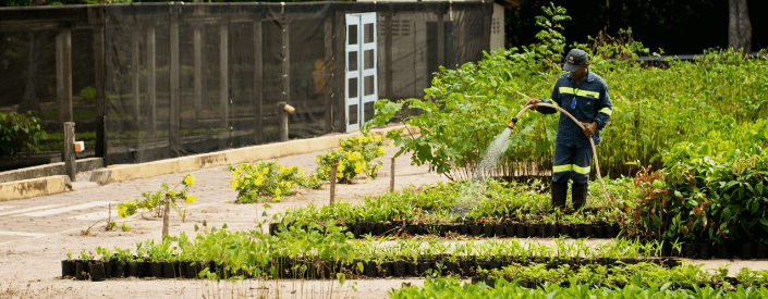 A man uses a hose to water several plants arranged in a flower bed.