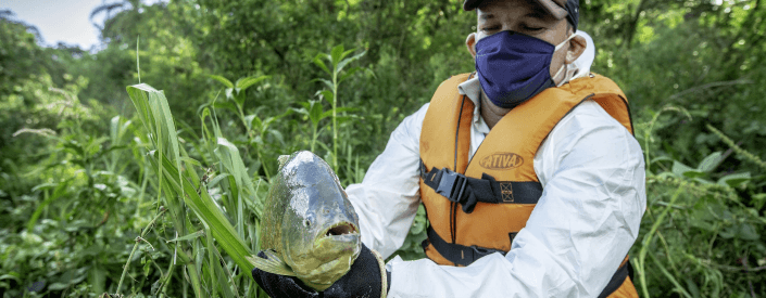 In a vegetation area, a man wearing a cap, a face mask, a vest and gloves is holding a fish.