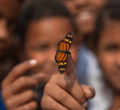 Foto de uma borboleta laranja e preta com antenas no dedo de uma pessoa e o fundo da imagem desfocado