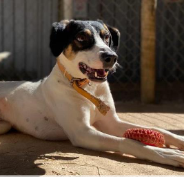Foto de um cachorro deitado num pátio olhando para o lado com a boca aberta.  Ele tem porte médio, olhos escuros e pelos curtos pretos nas cores branca, preta e caramelo.  Entre suas patas dianteiras, ele segura um brinquedo laranja.