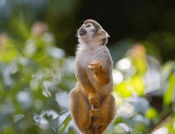 Um macaco de pequeno porte se apoia em um pequeno toco de árvore e segura uma fruta em uma das mãos.