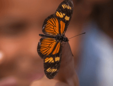 Foto de uma borboleta laranja e preta com antenas no dedo de uma pessoa e o fundo da imagem desfocado