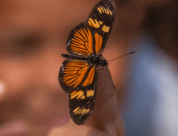 Foto de uma borboleta laranja e preta com antenas no dedo de uma pessoa e o fundo da imagem desfocado.