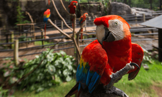 In the foreground, there is a red, blue, green and yellow feathered macaw. In the background, there is a large outdoor space, where it is possible to see two more macaws on top of tree branches.